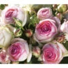 Kletterrose 'Eden Rose®' 1 Kletterrose 'Eden Rose®' -Garten Werk Zone 7841661 BildFS 001 KletterroseEdenRoseEdenRose