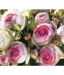 Kletterrose 'Eden Rose®'