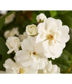 Ramblerrosen, Verschiedene Sorten 5 Ramblerrosen, Verschiedene Sorten -Garten Werk Zone 7912652 WE DE 002 RamblerRoseDehnerExpressZS