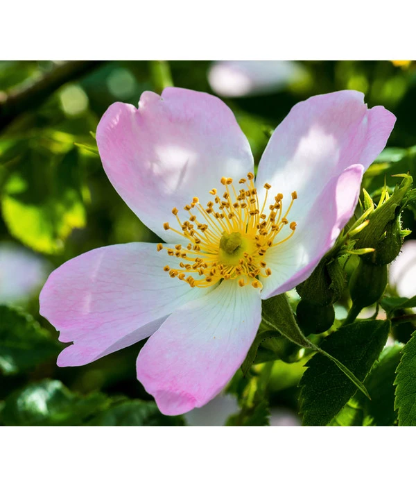 Hunds-Rose 3 Hunds-Rose