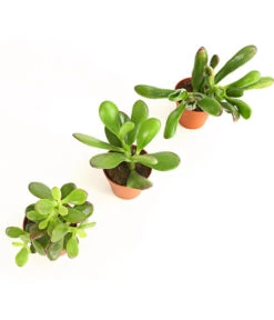 Geldbaum-Set - Crassula, Verschiedene Sorten, 3-teilig 6 Geldbaum-Set - Crassula, Verschiedene Sorten, 3-teilig -Garten Werk Zone 7976319 WE DE 001 GeldbaumCrassula3erMixT5DehnerExpressHerzig