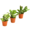 Geldbaum-Set - Crassula, Verschiedene Sorten, 3-teilig 1 Geldbaum-Set - Crassula, Verschiedene Sorten, 3-teilig -Garten Werk Zone 7976319 WE FS 001 GeldbaumCrassula3erMixT5DehnerExpressHerzig