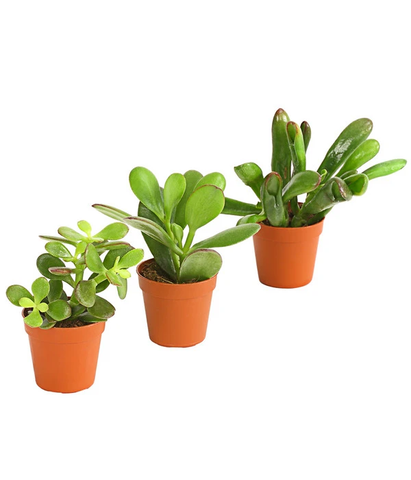 Geldbaum-Set - Crassula, Verschiedene Sorten, 3-teilig 3 Geldbaum-Set - Crassula, Verschiedene Sorten, 3-teilig