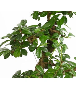 Bonsai Fukientee - Carmona Microphylla, 10 Jahre 7 Bonsai Fukientee - Carmona Microphylla, 10 Jahre -Garten Werk Zone 7977002 WE DE 001 BonsaiFukienteeCarmonaMicrophylla10JahreDehnerExpressHerzig2