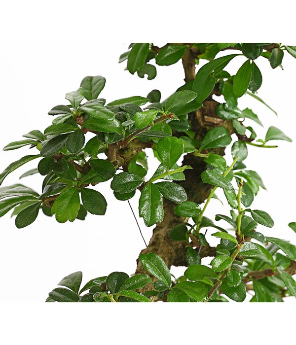 Bonsai Fukientee - Carmona Microphylla, 10 Jahre 5 Bonsai Fukientee - Carmona Microphylla, 10 Jahre – Bild 3