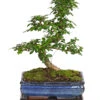 Bonsai Fukientee - Carmona Microphylla, 10 Jahre 2 Bonsai Fukientee - Carmona Microphylla, 10 Jahre -Garten Werk Zone 7977002 WE FS 001 BonsaiFukienteeCarmonaMicrophylla10JahreDehnerExpressHerzig2
