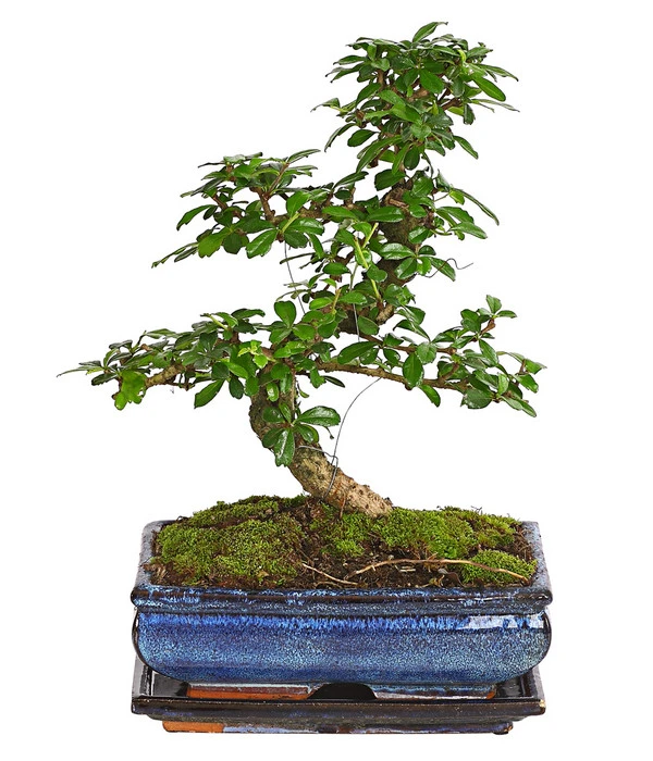 Bonsai Fukientee - Carmona Microphylla, 10 Jahre 3 Bonsai Fukientee - Carmona Microphylla, 10 Jahre