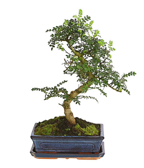 Bonsai Szechuan-Pfeffer - Zanthoxylum Piperitum, 10 Jahre 3 Bonsai Szechuan-Pfeffer - Zanthoxylum Piperitum, 10 Jahre
