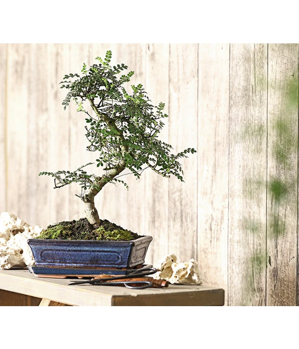Bonsai Szechuan-Pfeffer - Zanthoxylum Piperitum, 10 Jahre 4 Bonsai Szechuan-Pfeffer - Zanthoxylum Piperitum, 10 Jahre – Bild 2