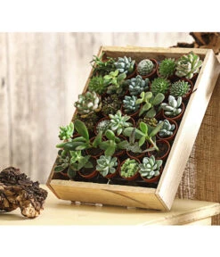 Mini Sukkulenten-Set, Verschiedene Sorten In Holzkiste, 30-teilig 6 Mini Sukkulenten-Set, Verschiedene Sorten In Holzkiste, 30-teilig -Garten Werk Zone 7977366 PR MO 001 MiniSukkulenten30erMixMitHolzkisteT3DehnerExpressHerzig