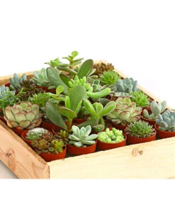 Mini Sukkulenten-Set, Verschiedene Sorten In Holzkiste, 30-teilig 7 Mini Sukkulenten-Set, Verschiedene Sorten In Holzkiste, 30-teilig -Garten Werk Zone 7977366 WE DE 001 MiniSukkulenten30erMixMitHolzkisteT3DehnerExpressHerzig