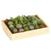 Mini Sukkulenten-Set, Verschiedene Sorten In Holzkiste, 30-teilig 1 Mini Sukkulenten-Set, Verschiedene Sorten In Holzkiste, 30-teilig -Garten Werk Zone 7977366 WE FS 001 MiniSukkulenten30erMixMitHolzkisteT3DehnerExpressHerzig