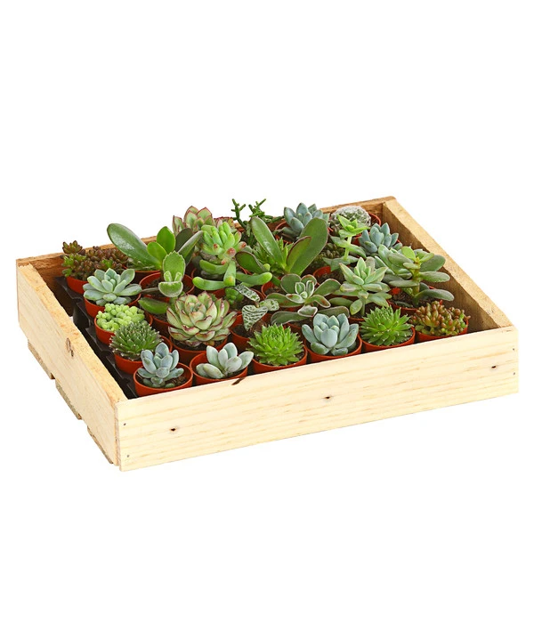 Mini Sukkulenten-Set, Verschiedene Sorten In Holzkiste, 30-teilig 3 Mini Sukkulenten-Set, Verschiedene Sorten In Holzkiste, 30-teilig