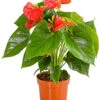 Große Flamingoblume - Anthurium Andreanum, Rot 2 Große Flamingoblume - Anthurium Andreanum, Rot -Garten Werk Zone 7978059 PR FS 001 AnthuriumAndreanumFlamingoblumeRotT12DehnerExpressHerzig