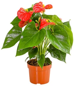 Große Flamingoblume - Anthurium Andreanum, Rot