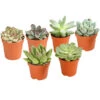Echeverien-Set - Echeveria, Verschiedene Sorten 1 Echeverien-Set - Echeveria, Verschiedene Sorten -Garten Werk Zone 7978117 PR FS Mix EcheverieSukkulenten6erSetT6DehnerExpressHerzig