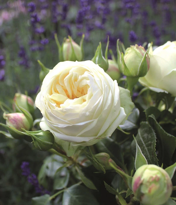 Nostalgie®-Edelrose 'Wedding Piano®' 4 Nostalgie®-Edelrose 'Wedding Piano®' – Bild 2