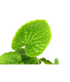 Wasabi 17 Wasabi -Garten Werk Zone 8001513 WE DE 001 WasabiT9