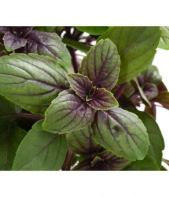 Dehner Gourmet Garten Strauchbasilikum 'Magic Blue' 13 Dehner Gourmet Garten Strauchbasilikum 'Magic Blue' -Garten Werk Zone 8001869 WE DE 001 GourmetGartenBasilikumMagicBlue