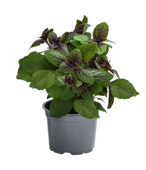 Dehner Gourmet Garten Strauchbasilikum 'Magic Blue' 3 Dehner Gourmet Garten Strauchbasilikum 'Magic Blue'