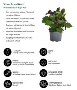 Dehner Gourmet Garten Strauchbasilikum 'Magic Blue' 12 Dehner Gourmet Garten Strauchbasilikum 'Magic Blue' -Garten Werk Zone 8001869 WE IG 001 Strauchbasilikum