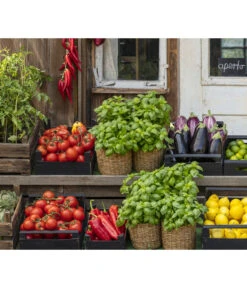 Tomate 'Garance' 11 Tomate 'Garance' -Garten Werk Zone 8002578 WE MO 001 BellaItaliaTomatePaprikaBasilikum2021GC04