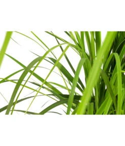 Pampasgras 'Rosea' 5 Pampasgras 'Rosea' -Garten Werk Zone 8006181 WE DE 001 PampasgrasRoseaT19