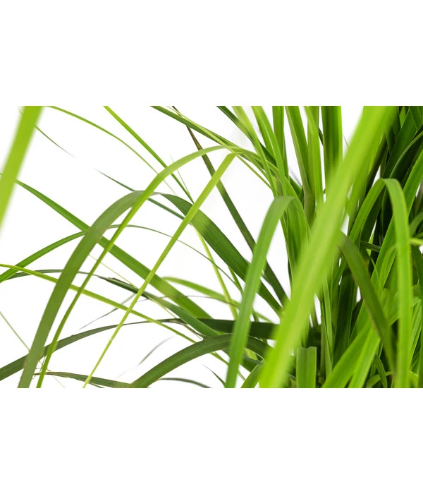 Pampasgras 'Rosea' 4 Pampasgras 'Rosea' – Bild 2