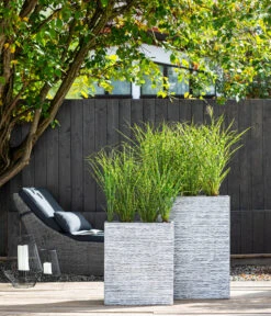 Stachelschweingras 'Strictus' 11 Stachelschweingras 'Strictus' -Garten Werk Zone 8006744 WE MO 001 MiscanthusStrictus BestOFGraeser2022