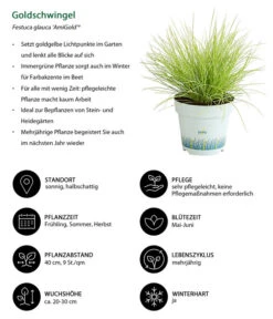 Gräser-Set Gartengräser, 4-teilig 9 Gräser-Set Gartengräser, 4-teilig -Garten Werk Zone 8010951 WE IG 001 Goldschwingel