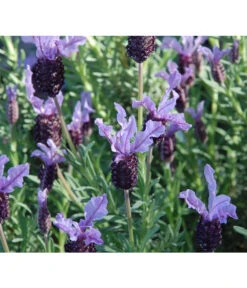Ausgewählte Produkte 8 Schopf-Lavendel