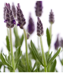 Schopf-Lavendel -Garten Werk Zone 8017014 WE DE 001 LavendelSchopflavendelLavandulaStoechasT13DehnerExpressZS