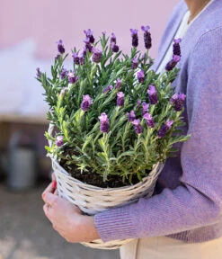 Schopf-Lavendel -Garten Werk Zone 8017014 WE MO 001 LavendelKorb