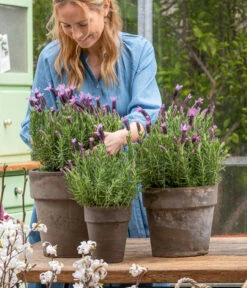 Schopf-Lavendel -Garten Werk Zone 8017014 WE MO 001 SchopfLavendelStoechas