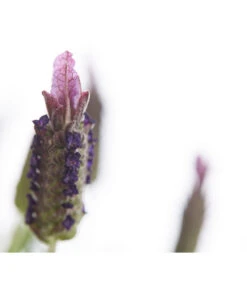 Schopf-Lavendel -Garten Werk Zone 8017089 PR DE 001 LavendelStoechasLavandulaStoechasT18DehnerExpressHerzig