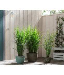 Stachelschweingras 'Strictus' 12 Stachelschweingras 'Strictus' -Garten Werk Zone 8020596 8006744 8019762 WE MO 001 MiscanthusStrictus BestOf Graeser 2022