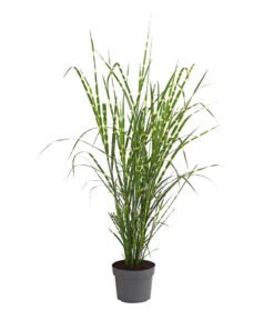 Stachelschweingras 'Strictus'