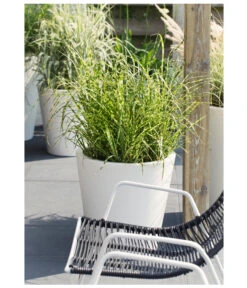 Stachelschweingras 'Strictus' 10 Stachelschweingras 'Strictus' -Garten Werk Zone 8020596 PR MO 004 MiscanthusSinensisStachelschweingrasT19DehnerExpressHerzig