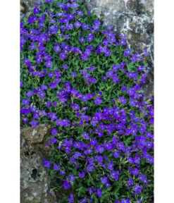 Blaukissen 7 Blaukissen -Garten Werk Zone 8030793 WE DE 001 AubrietaBlaukissenLucknerMai2015