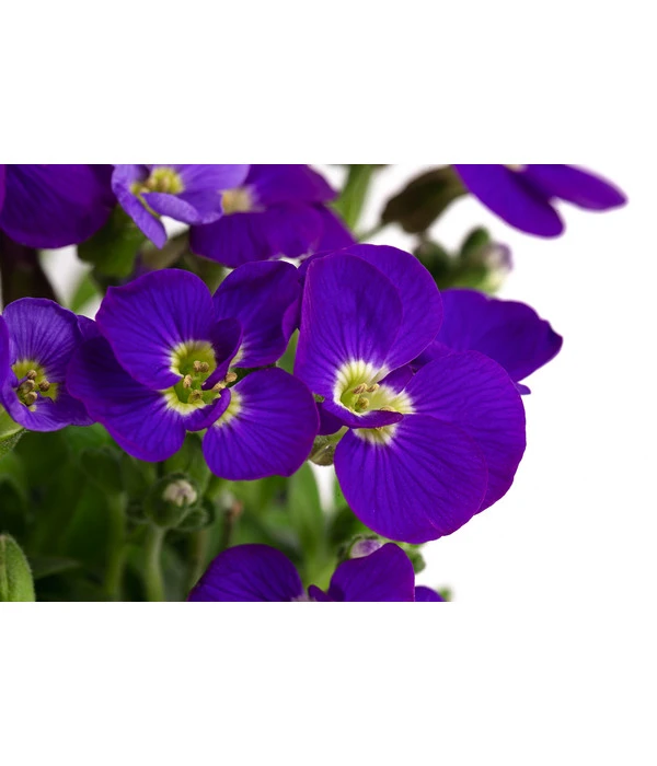 Blaukissen 3 Blaukissen