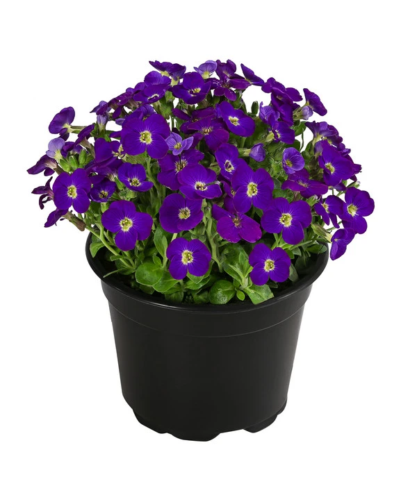 Blaukissen 4 Blaukissen – Bild 2