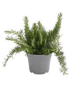 Dehner Gourmet Garten Hänge-Rosmarin