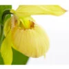 Freiland-Frauenschuh 2 Freiland-Frauenschuh -Garten Werk Zone 8050015 PR DE 001 FrauenschuhGelbeSortenCypripediumGelbT12DehnerExpressZS