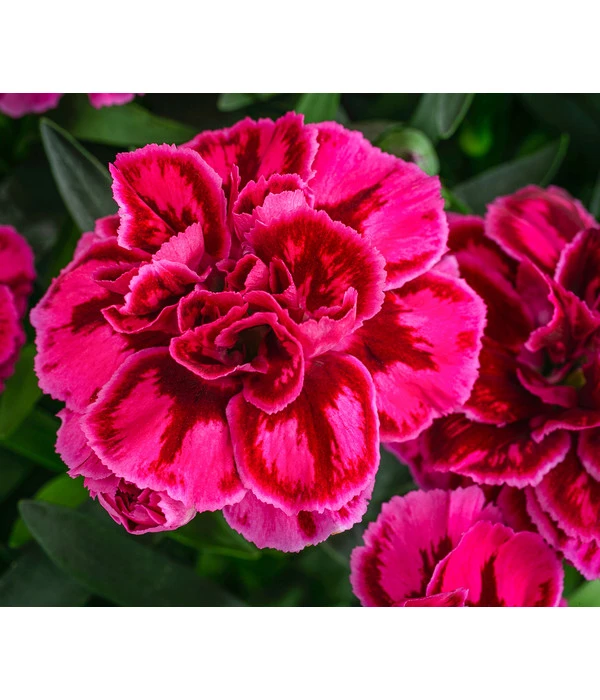 Garten-Nelke, Zweifarbig, Verschiedene Sorten 3 Garten-Nelke, Zweifarbig, Verschiedene Sorten