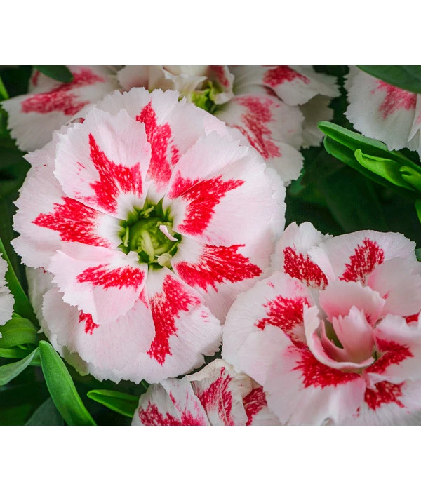 Garten-Nelke, Zweifarbig, Verschiedene Sorten 4 Garten-Nelke, Zweifarbig, Verschiedene Sorten – Bild 2