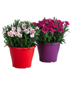 Garten-Nelke, Zweifarbig, Verschiedene Sorten 9 Garten-Nelke, Zweifarbig, Verschiedene Sorten -Garten Werk Zone 8050643 WE FS 001 NelkeDianthusInSortenT19