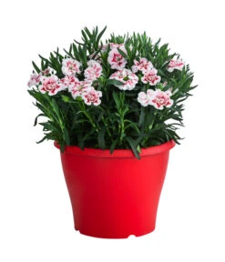 Garten-Nelke, Zweifarbig, Verschiedene Sorten 11 Garten-Nelke, Zweifarbig, Verschiedene Sorten -Garten Werk Zone 8050643 WE FS 002 NelkeDianthusInSortenT19