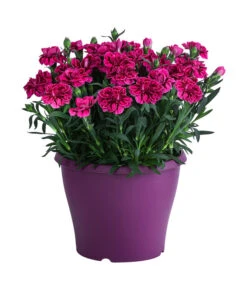 Garten-Nelke, Zweifarbig, Verschiedene Sorten 10 Garten-Nelke, Zweifarbig, Verschiedene Sorten -Garten Werk Zone 8050643 WE FS 003 NelkeDianthusT19