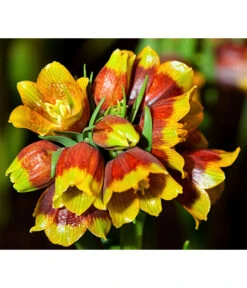 Michailovskyi-Schachbrettblume