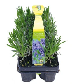 Ausgewählte Produkte -Garten Werk Zone 8072605 PR FS 001 Lavandula6erPackAllgreen